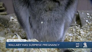 Wallaby has surprise pregnancy
