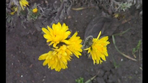 Чудеса цветут цветы зимой в Одессе