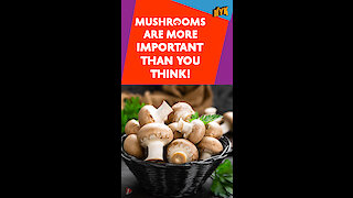 Top 15 Facts About Mushrooms You Didn't Know