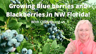 Growing Blueberries and Blackberries in NW Florida! With Cindy@ccrg.us