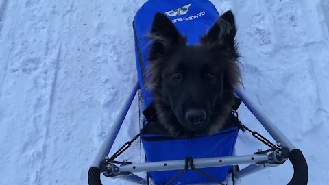 Dutch Shepherd pulls Belgian Tervueren and human for dog sled ride