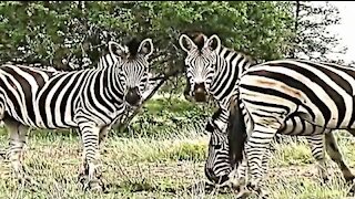African Wildlife (HD) Kruger Park South Africa Travel
