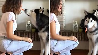 Husky shares carrot with owner 'Lady and the Tramp' style