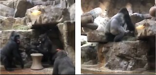 Alfa male gorilla breaks up fight between youngster