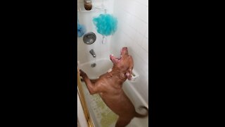 Ecstatic pup literally can not wait for shower time after morning walk