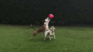 Cães se divertem ao brincar com bexiga