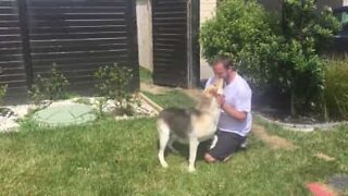 Dog reunites with owner and can't hide his excitement!