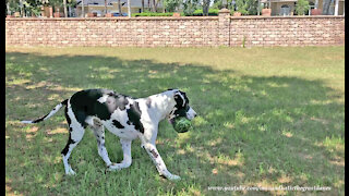 Great Dane treats watermelon like his own personal chew toy
