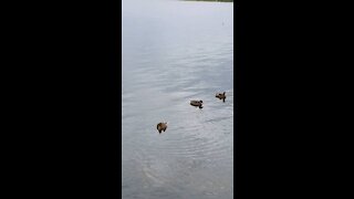 Swimming the ducks