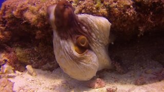 Octopus puts on a display of color and texture change