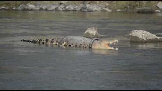 Crocodile has been stuck in a tire for two years