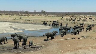 Incredible number of elephants visit waterhole together