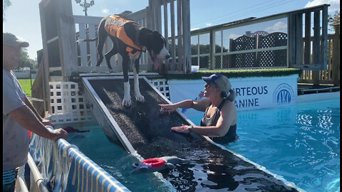 Great Dane Gets Used To Pool Ramp Before Her First Swim