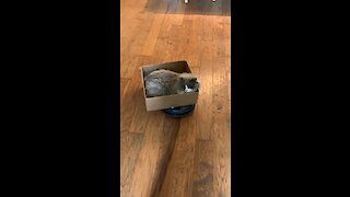 Cat Sits In Cardboard Box While Riding Robot Vacuum