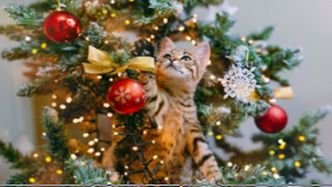 This cat loves New Years Eve party- christmas