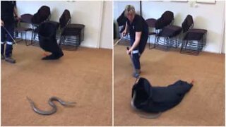 Nainen näyttää miten käärme pyydystetään