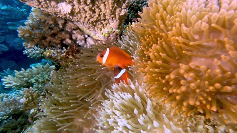 Fiji anemone fish are immune to paralytic sting of their predator hosts