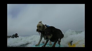Surfing dog pulls off epic board transfer