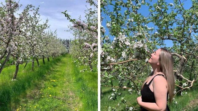 Ce Verger En Fleur Pres De Montreal Est Accessible Gratuitement Narcity