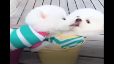 Sweet Moments of Lovely Puppies