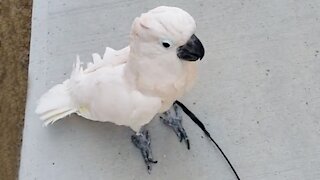 Cockatoo goes for walk while wearing a leash