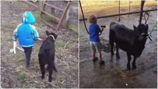 Denne bondemands søn er bedste venner med en kalv!