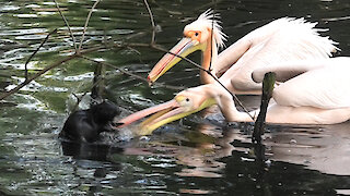 Angry pelicans chase away intrusive rodent