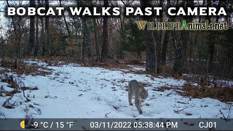 Bobcat Walking Past Trail Camera Day 3-11-2022 - Winter - #TrailCamProject