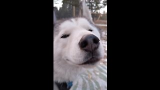 Siberian Husky totally smiles while enjoying scratches from keeper