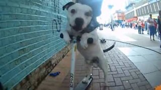 Dog on wheels: a barking mad street performance!