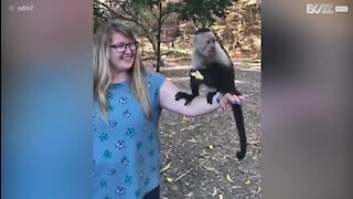 Une touriste "attaquée" par des singes au Costa Rica