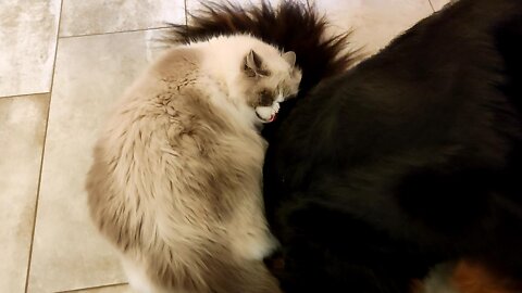 Crazy Cat Obsessed With Big Dog's Tail