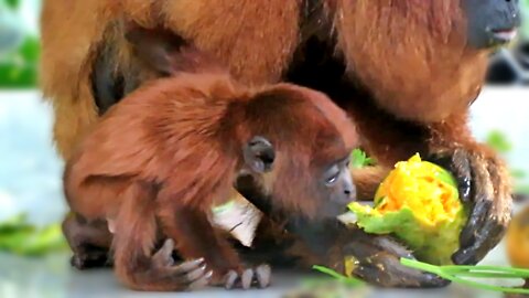 Adorable baby Howler Monkey wants some fruit too