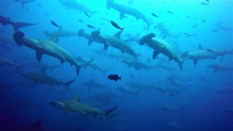 Diver swims straight into gigantic school of hammerhead sharks