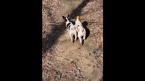 Puppy siblings use teamwork to carry stick