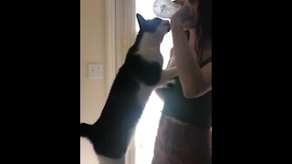 Thirsty kitty wants to drink straight from owner's water bottle