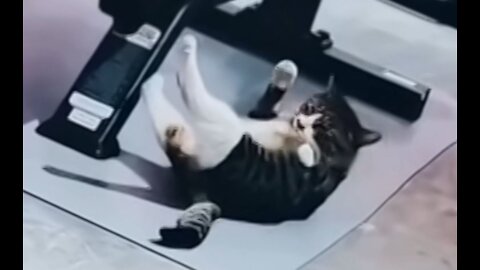 Cute Cat Doing Sit-Ups to Get Rid of Its Belly Fat