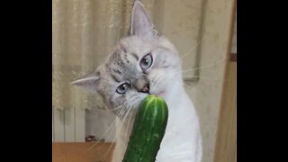 Cat doesn't know what to do with cucumber