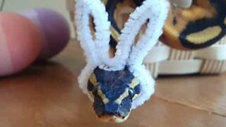 Ce python célèbre Pâques avec beaucoup d'allure