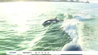 Island Time Cruises offers fun dolphin experience in SWFL