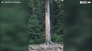 Squirrels play catch me if you can around tree trunk