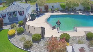 Man jumps into pool to rescue his dog