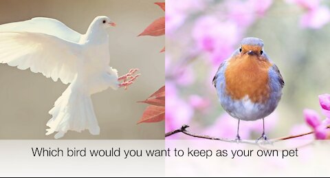 Which bird would you want to keep as your own pet