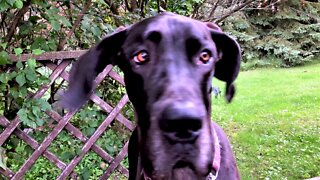 Great Dane puppy adorably begs for strawberry treats