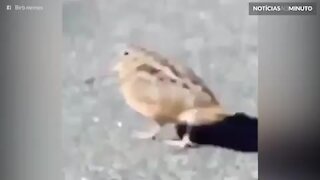 Este pássaro aprendeu a dançar com Michael Jackson