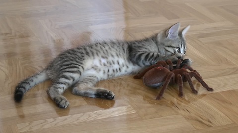 Fearless kitten takes on giant RC spider