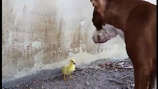 Mother duck watches on as pit bull inspects her duckling