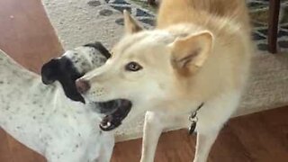 Playful dogs love annoying each other