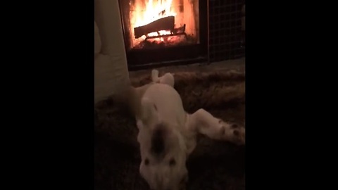 Cuteness overload! Bulldog puppy relaxes by the fire