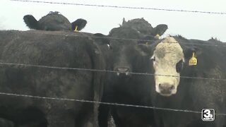 Beef prices in focus at US Senate Ag hearing